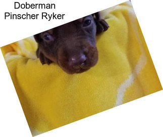 Doberman Pinscher Ryker