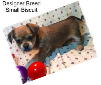 Designer Breed Small Biscuit