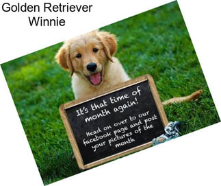 Golden Retriever Winnie