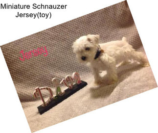 Miniature Schnauzer Jersey(toy)