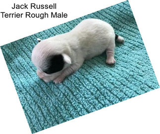 Jack Russell Terrier Rough Male