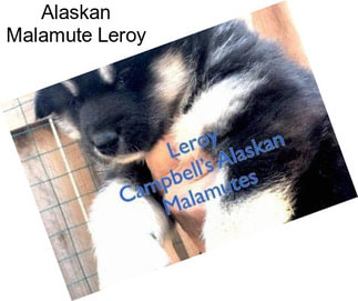 Alaskan Malamute Leroy