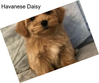 Havanese Daisy