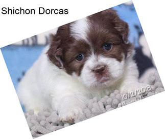 Shichon Dorcas