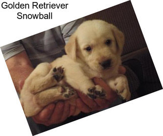 Golden Retriever Snowball