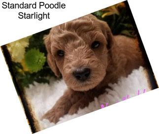 Standard Poodle Starlight