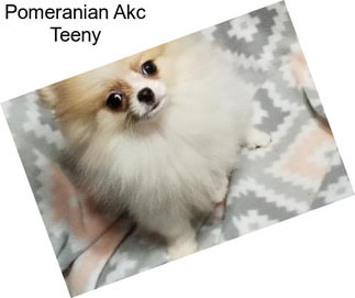 Pomeranian Akc Teeny