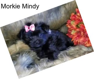 Morkie Mindy