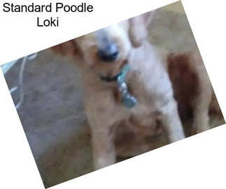 Standard Poodle Loki