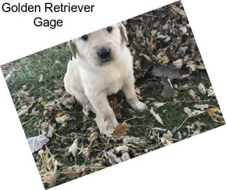 Golden Retriever Gage