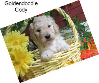 Goldendoodle Cody