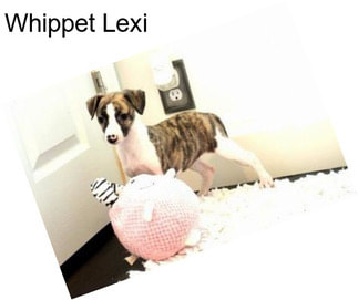 Whippet Lexi