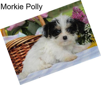 Morkie Polly