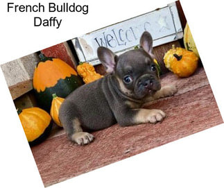 French Bulldog Daffy