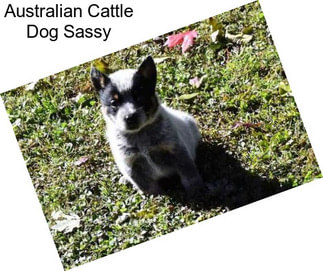 Australian Cattle Dog Sassy