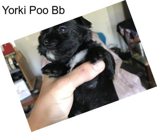 Yorki Poo Bb