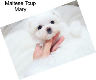 Maltese Tcup Mary