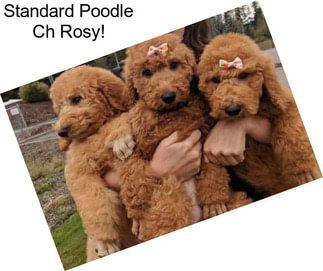 Standard Poodle Ch Rosy!