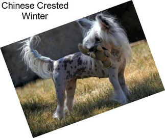 Chinese Crested Winter