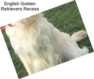 English Golden Retrievers Recess