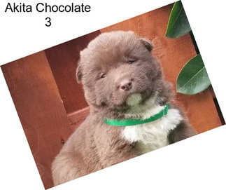 Akita Chocolate 3