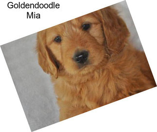 Goldendoodle Mia