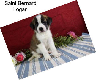 Saint Bernard Logan