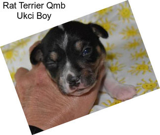 Rat Terrier Qmb Ukci Boy