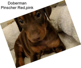 Doberman Pinscher Red,pink