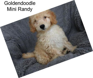 Goldendoodle Mini Randy