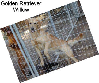 Golden Retriever Willow