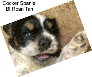 Cocker Spaniel Bl Roan Tan