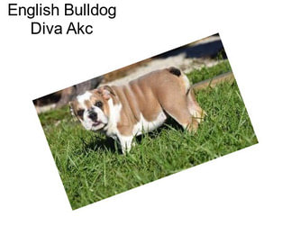 English Bulldog Diva Akc