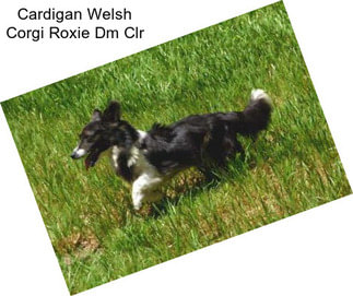 Cardigan Welsh Corgi Roxie Dm Clr