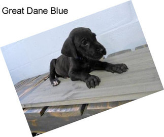 Great Dane Blue