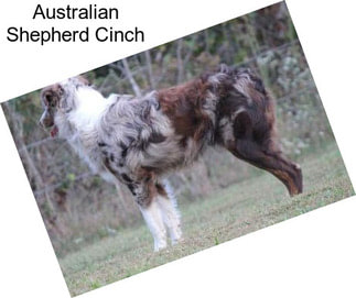 Australian Shepherd Cinch