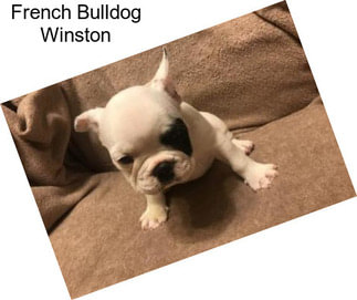 French Bulldog Winston