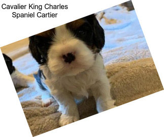 Cavalier King Charles Spaniel Cartier