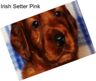 Irish Setter Pink