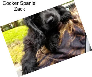 Cocker Spaniel Zack