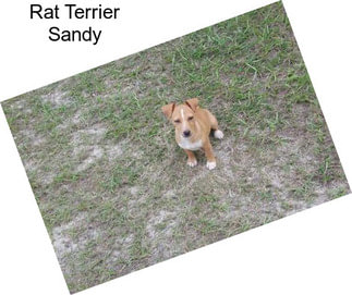 Rat Terrier Sandy