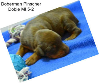 Doberman Pinscher Dobie Ml 5-2