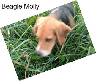 Beagle Molly