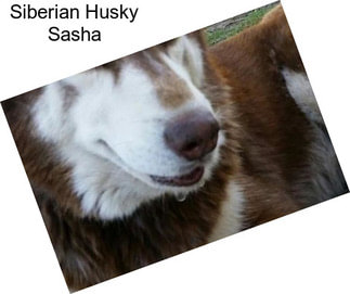 Siberian Husky Sasha