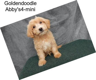 Goldendoodle Abby\'s4-mini
