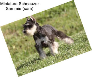 Miniature Schnauzer Sammie (sam)