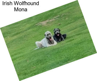 Irish Wolfhound Mona