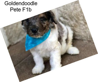 Goldendoodle Pete F1b