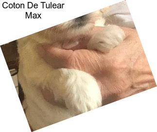 Coton De Tulear Max