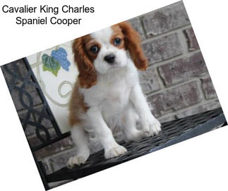 Cavalier King Charles Spaniel Cooper